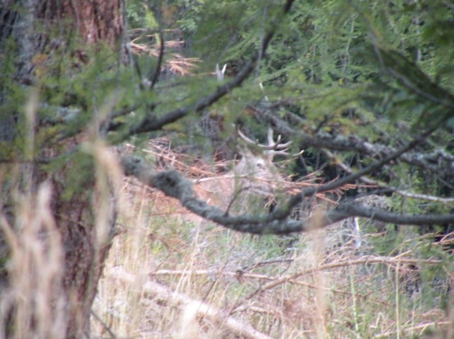 Strategie riproduttive del cervo (Cervus elaphus)